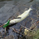 snoek 50 cm 17032013